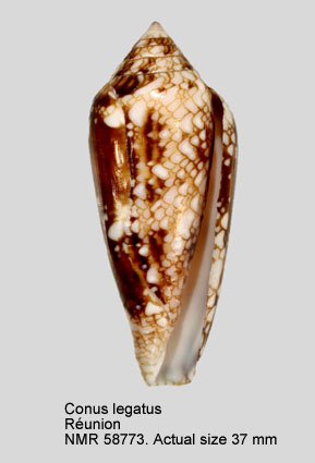 Conus legatus.jpg - Conus legatusLamarck,1810